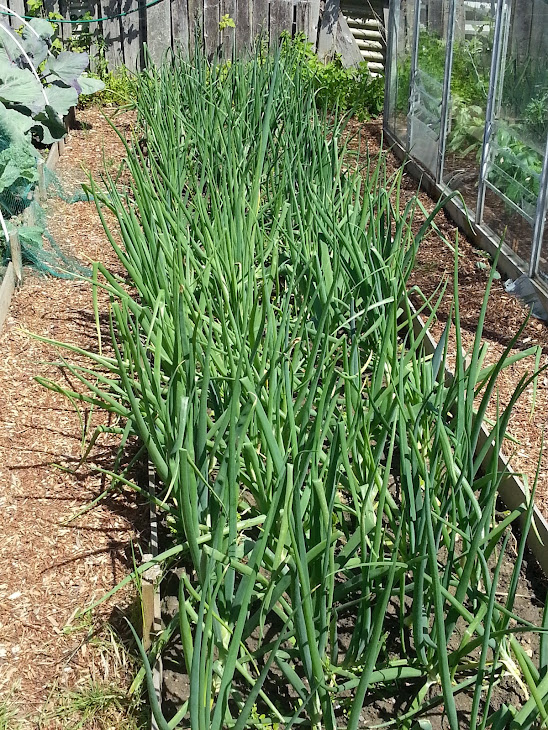 Bed of Onions