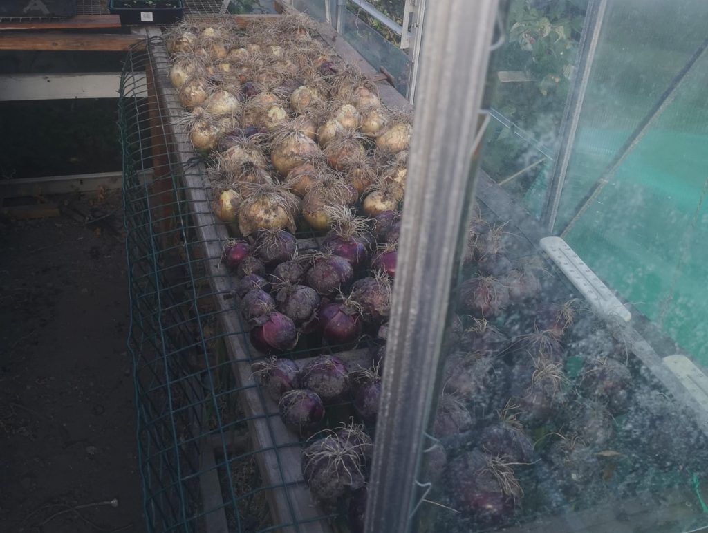 Onions drying