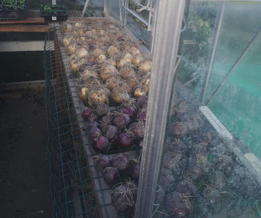 Drying onions