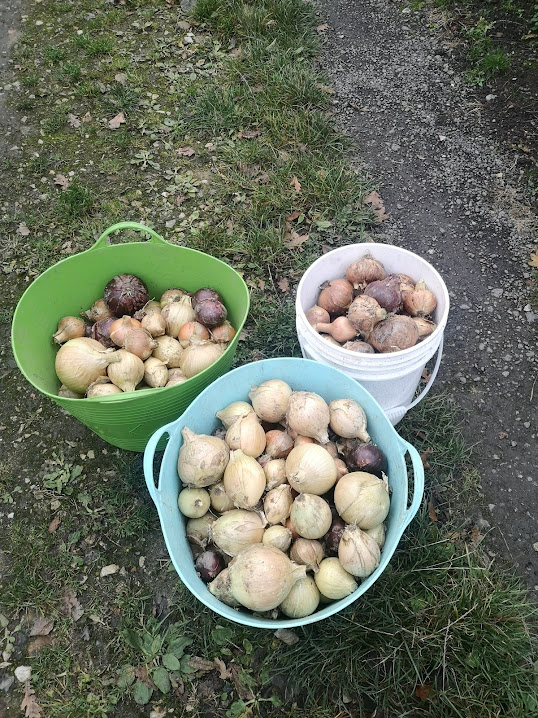 Harvested onions in tubs