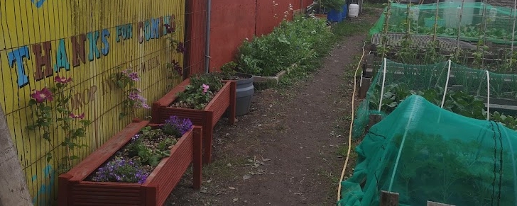 Flowers growing next to vegetables