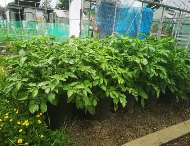 Potatoes growing in ground and in tubs