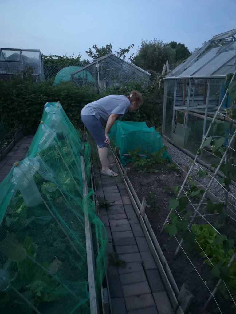 Rachel checking our parsnips