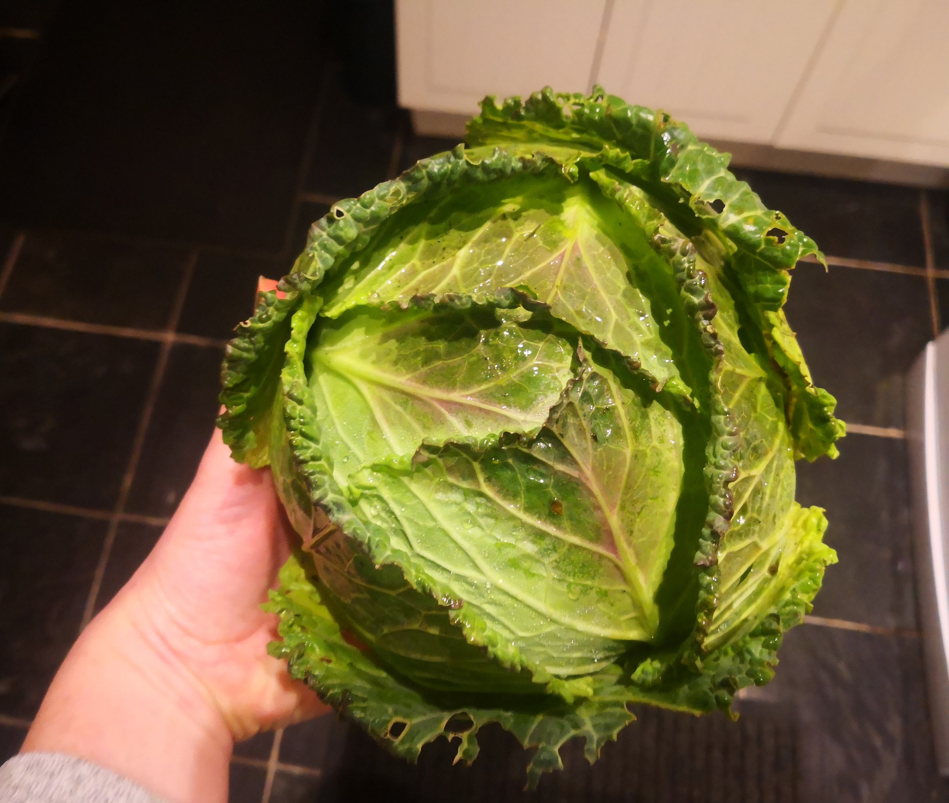 Spring Green cabbage