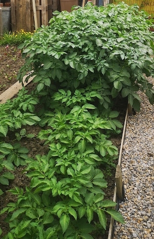 Potatoes growing in ground and in tubs