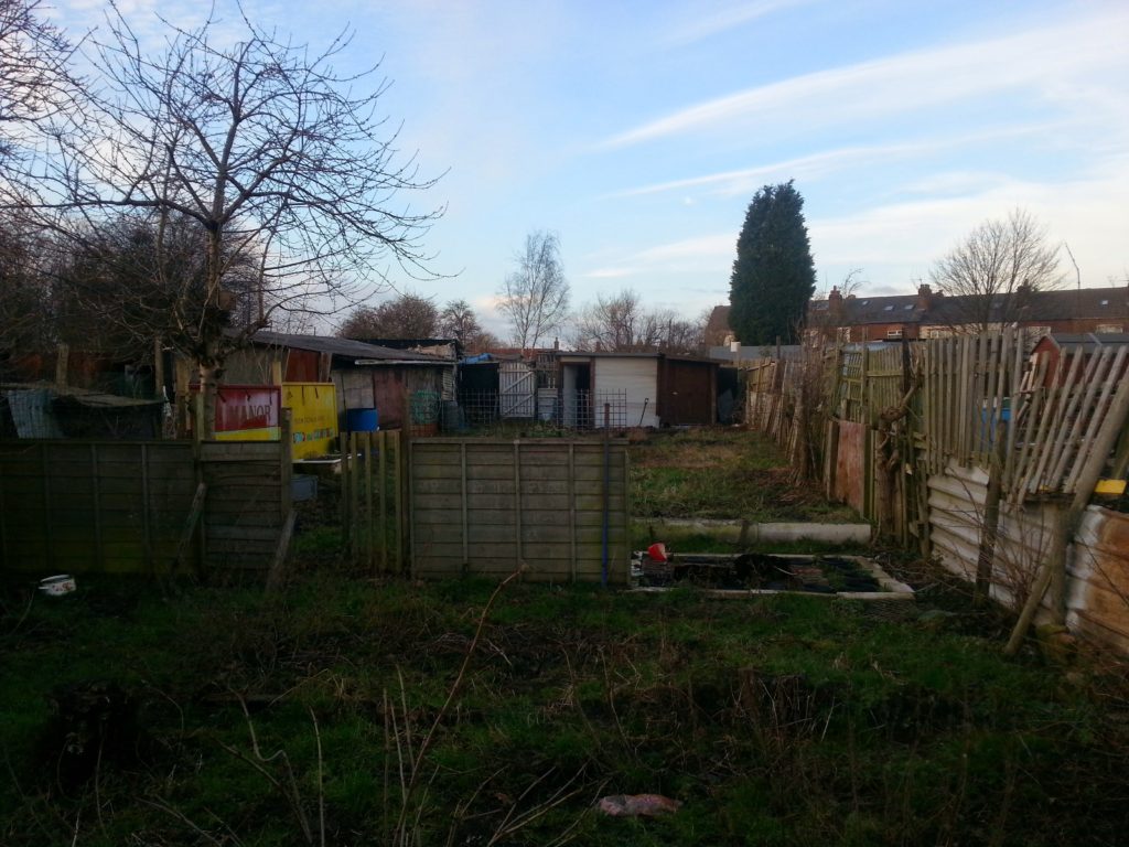 Weed-infested allotment