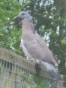 Scary pigeon