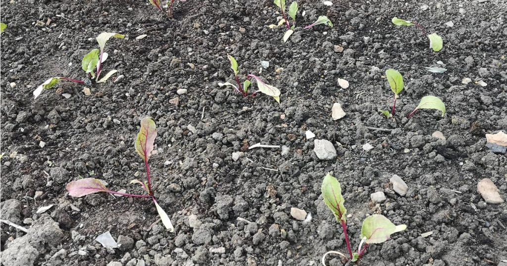 Beetroot seedlings in ground