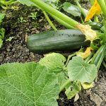 Courgette plant