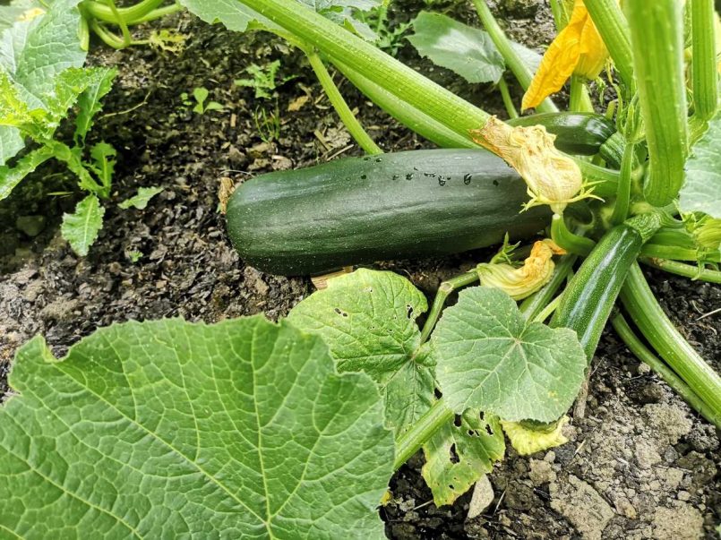 Courgette plant