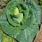 Pointed cabbage growing in the garden