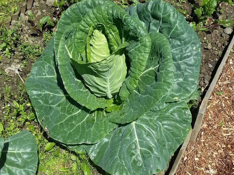 Pointed cabbage growing in the garden