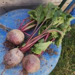 Harvested beetroot