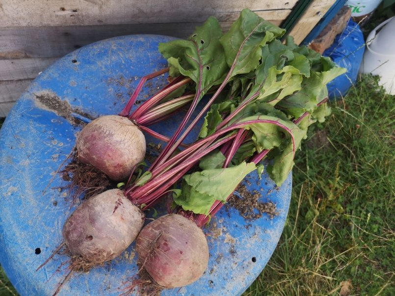 Harvested beetroot