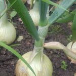 Onions growing in a garden