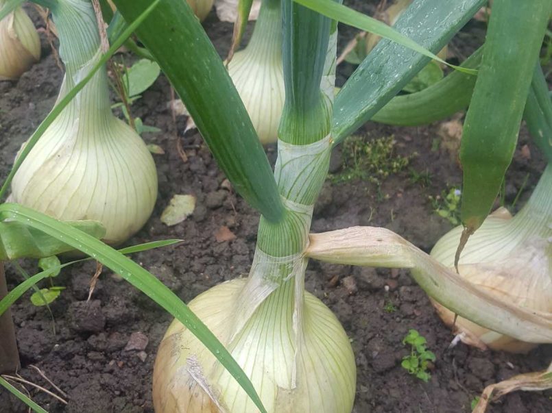 Onions growing in a garden