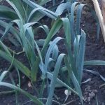 Leeks growing in the garden