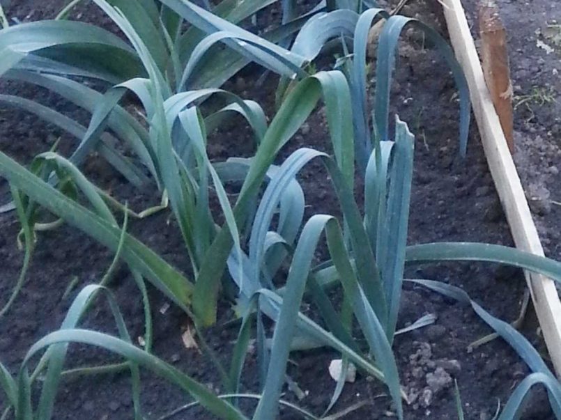 Leeks growing in the garden