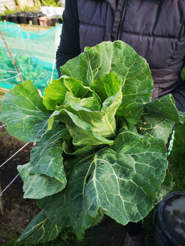 April Spring green cabbage