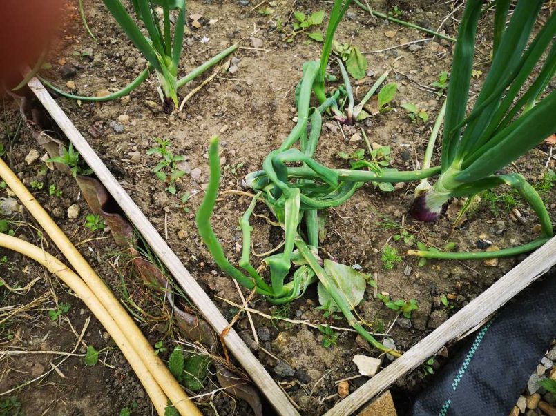 Onions with allium leaf miners