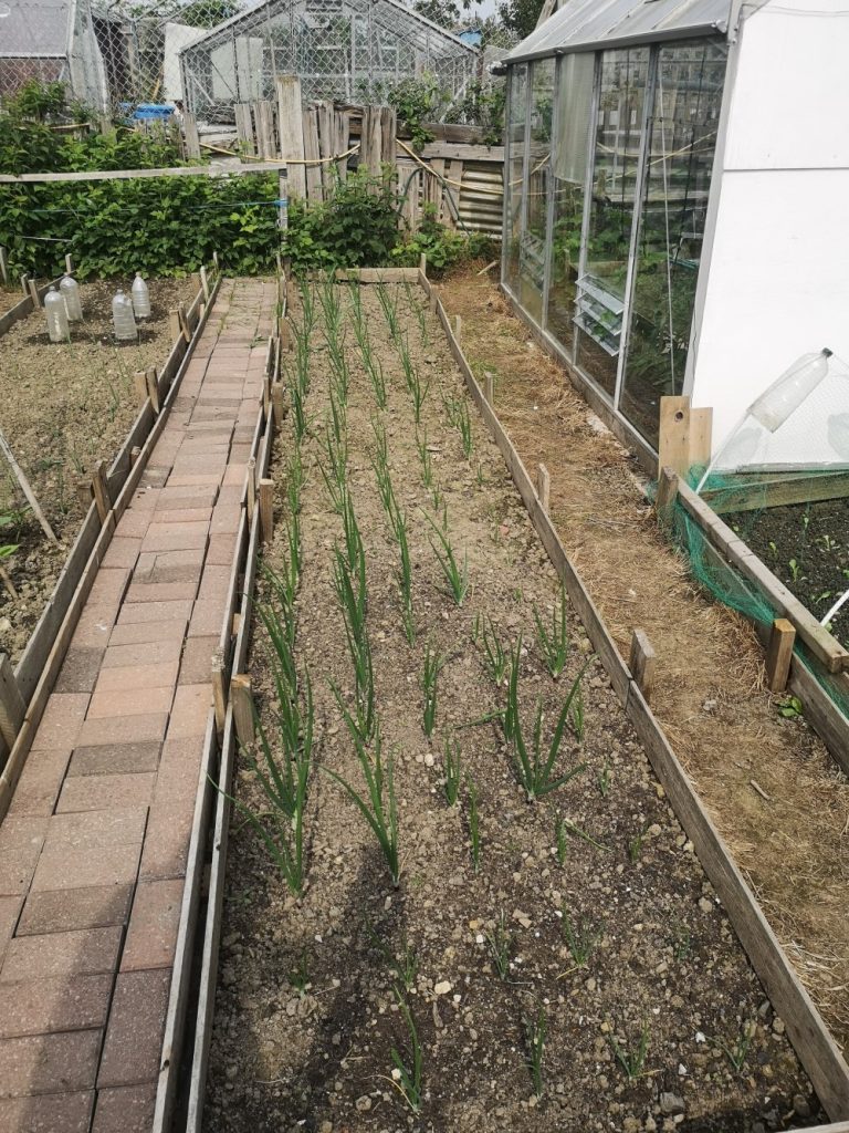 Early growing onions