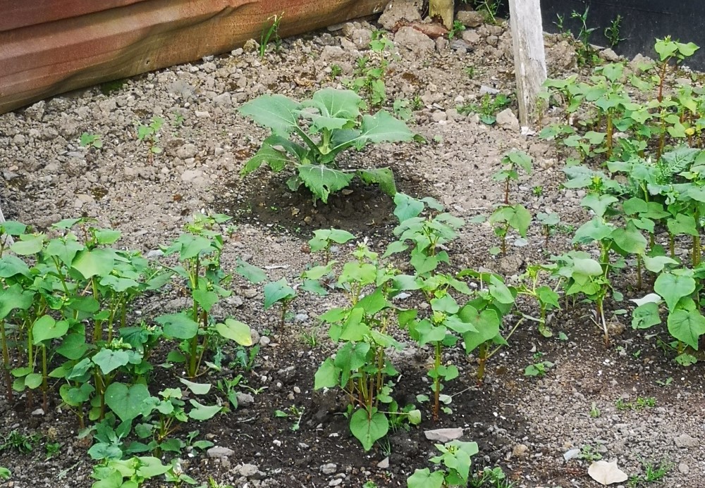 Buckwheat as a companion plant