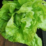 Butterhead lettuce