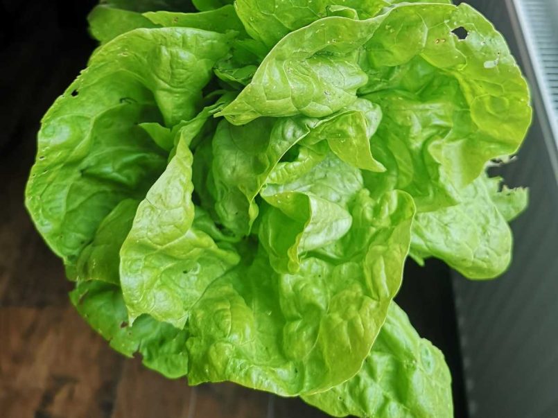 Butterhead lettuce