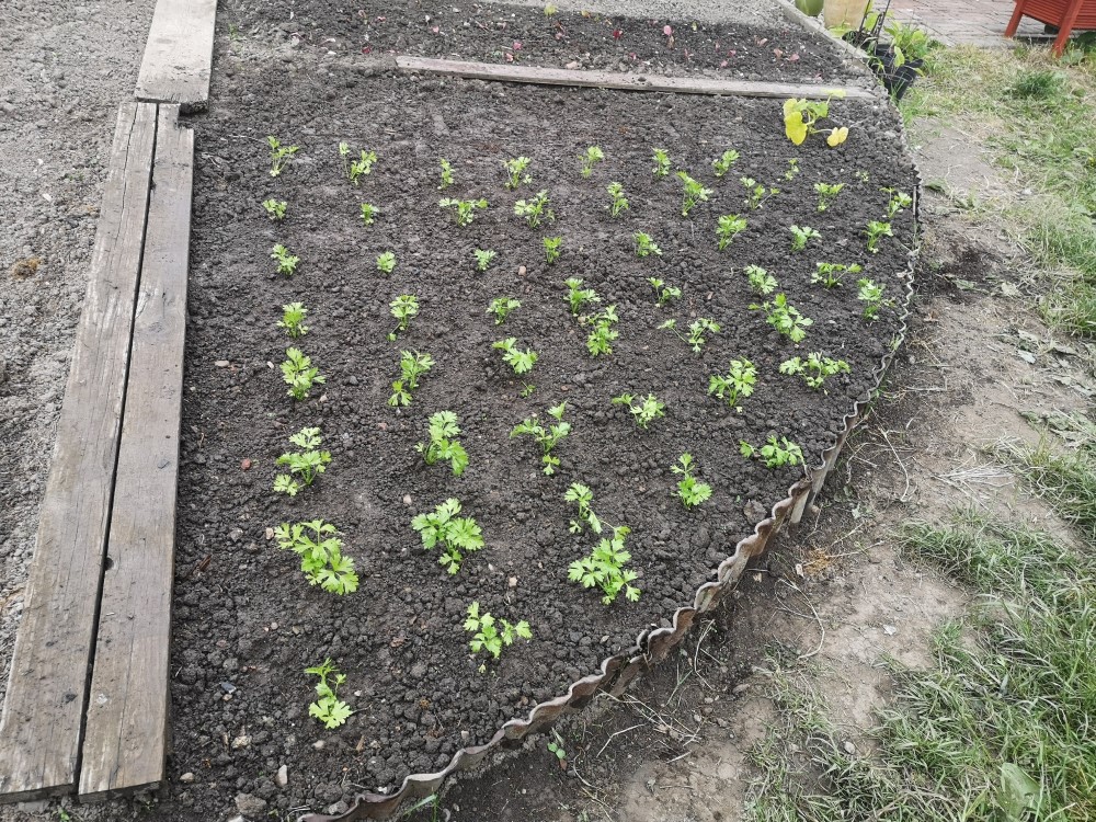 Celery in grid