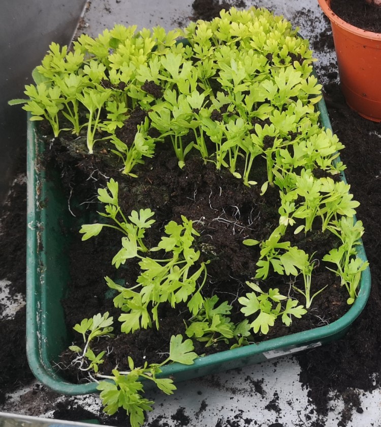 celery in tray