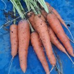 Homegrown carrots