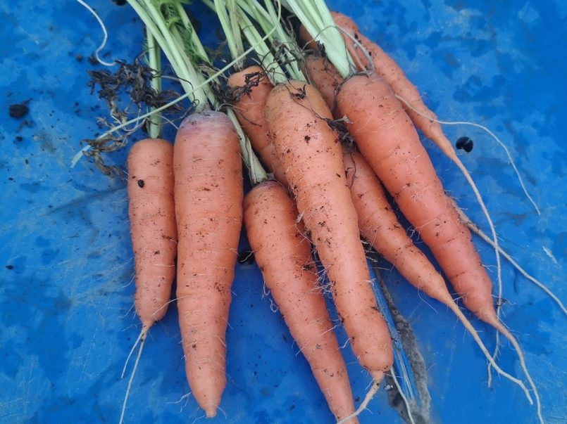 Homegrown carrots