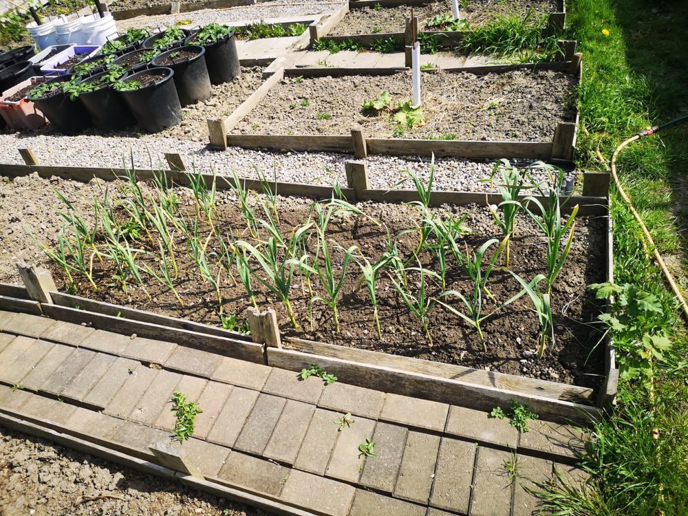 Growing garlic in April