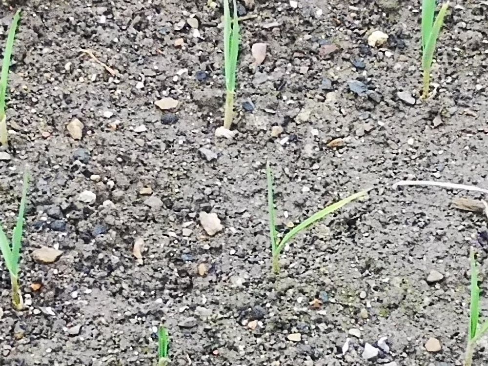 Growing garlic in January