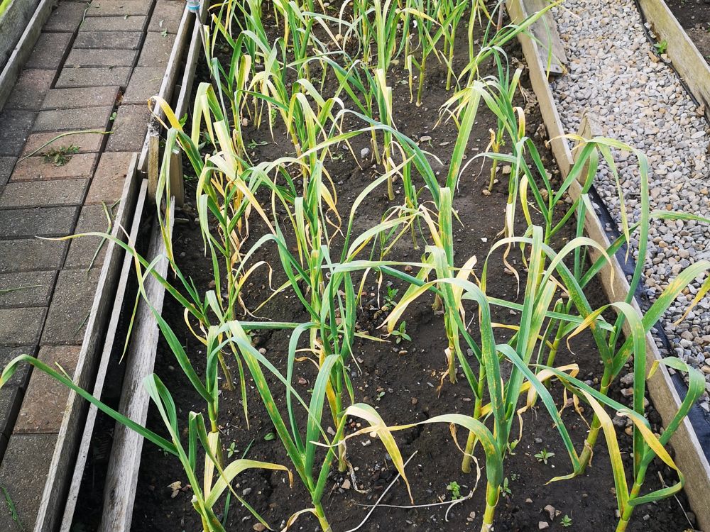 Growing garlic in May