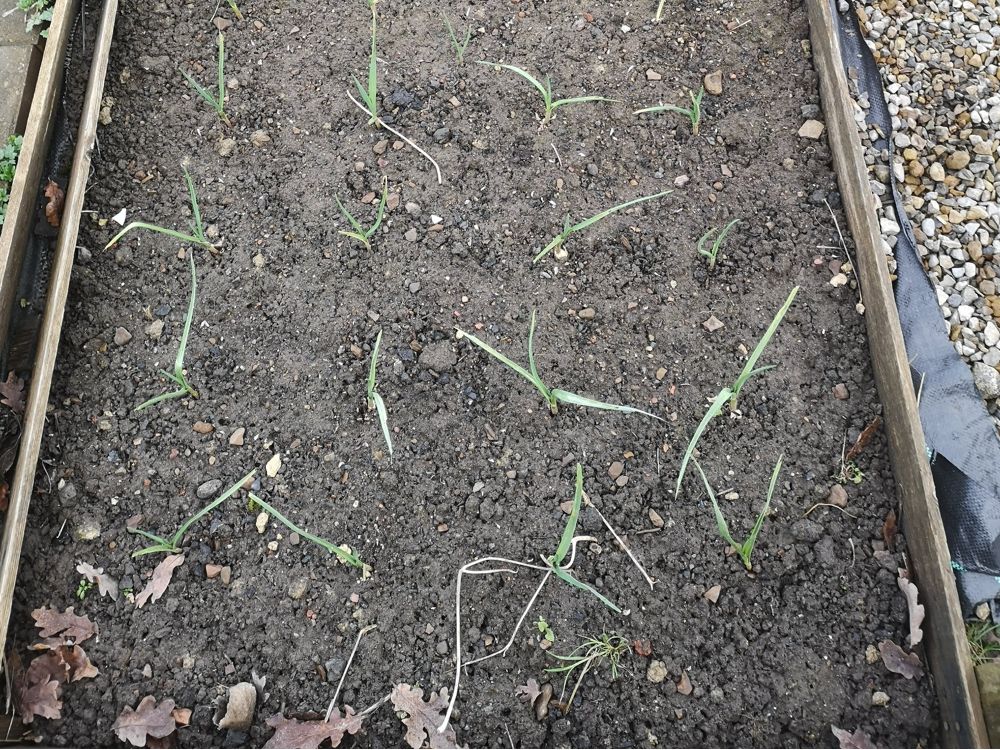 Growing garlic in winter