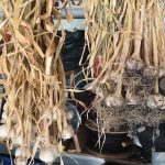 Hanging garlic drying