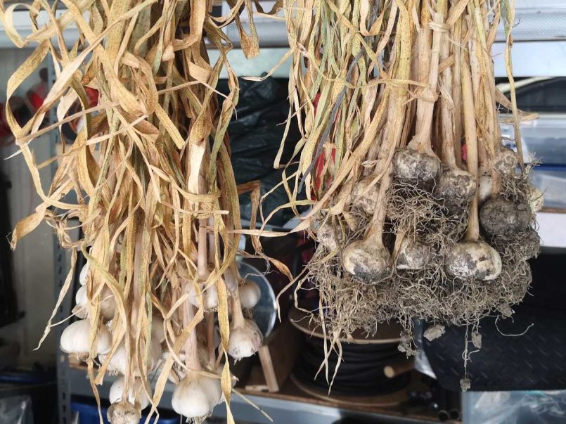 Hanging garlic drying