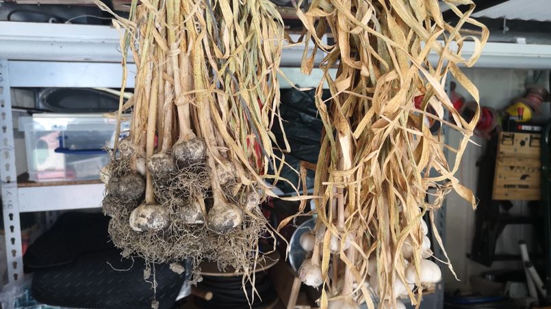 Hanging garlic