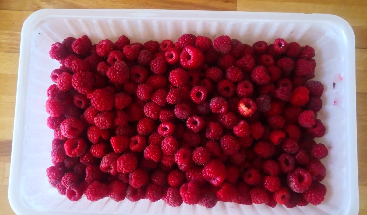 Harvested raspberries