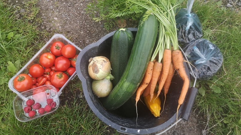 Various harvested vegetables