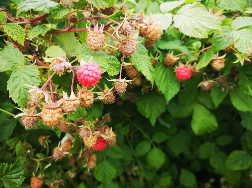 A raspberry bush