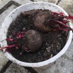 A bucket full of soil and two beetroot