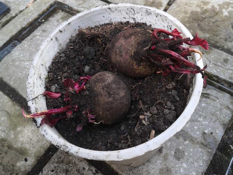 A bucket full of soil and two beetroot