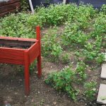 Garden full of buckwheat