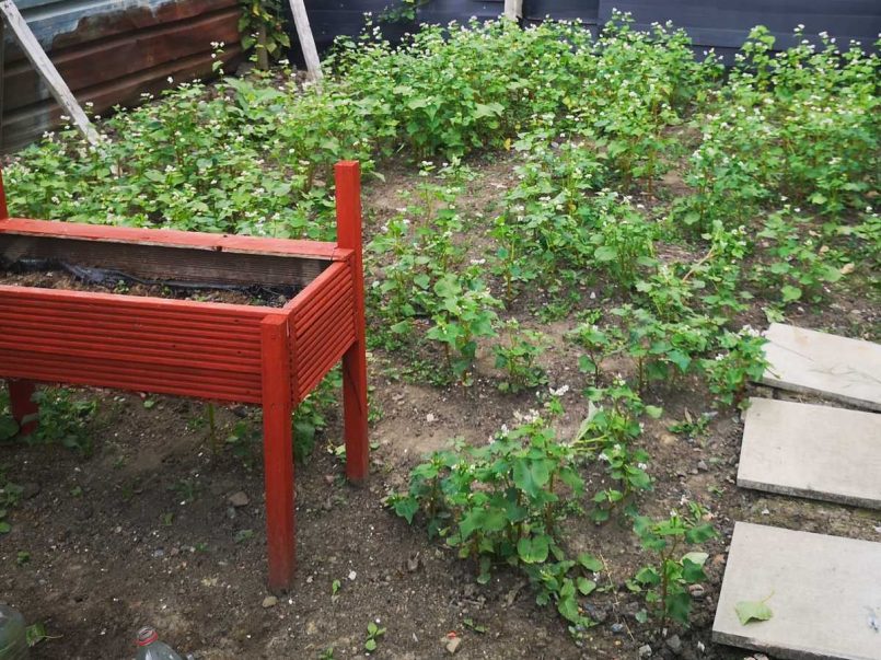 Garden full of buckwheat