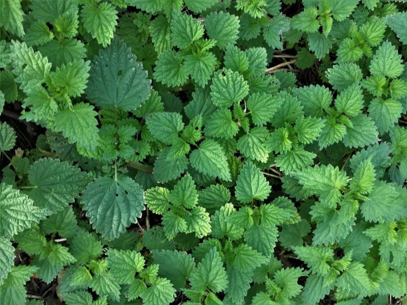 Lots of nettles