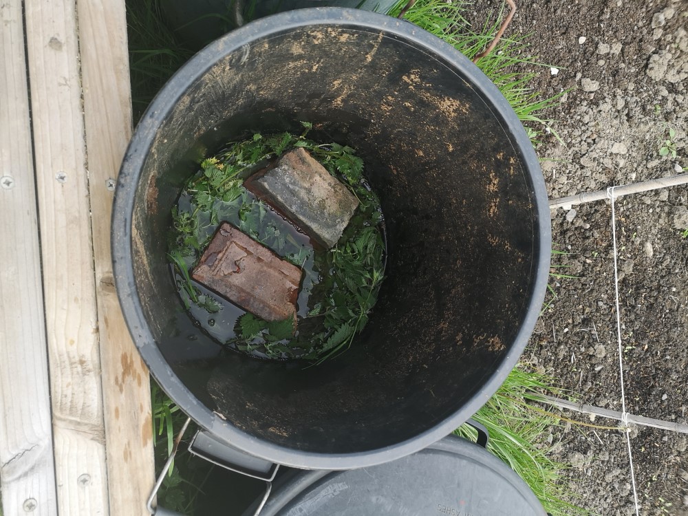 Nettle feed with water