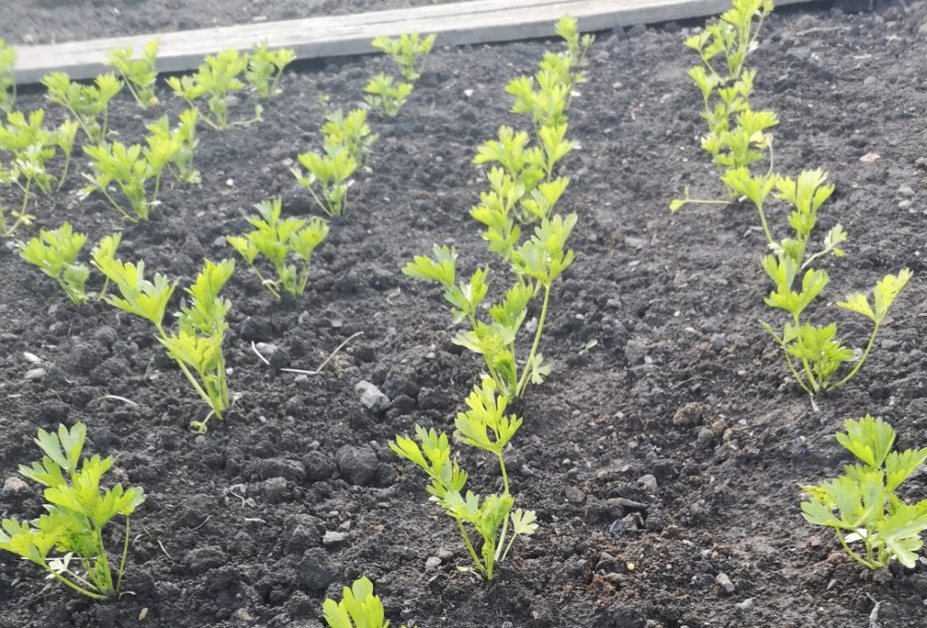 Planted celery