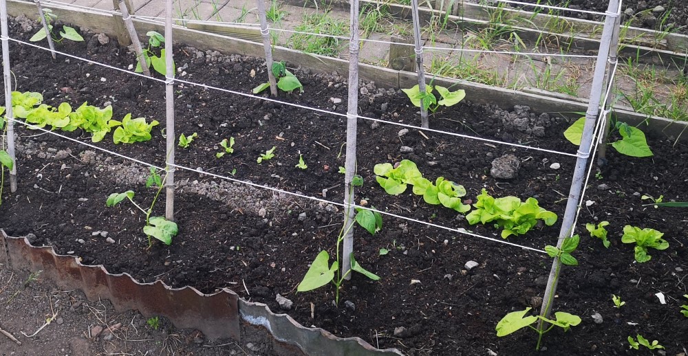 Young lettuce in ground